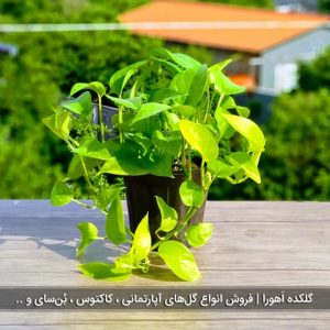 گیاه پتوس نئون (طلایی)