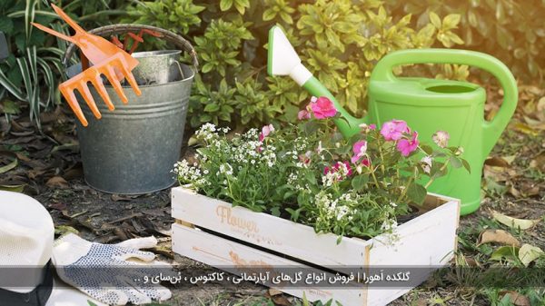 گل مناسب برای باغچه خانه