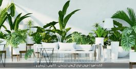 معرفی گیاهان آپارتمانی با رشد سریع