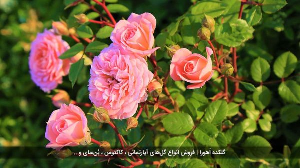 همه چیز درباره گل رز ایرانی